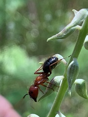 Camponotus floridanus