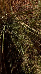 Agavoideae