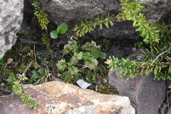 Pedicularis ornithorhynchos