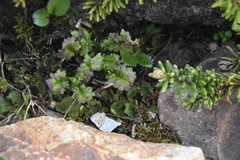Pedicularis ornithorhynchos