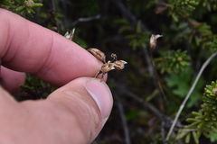 Pedicularis ornithorhynchos