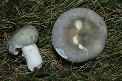 Virescentinae