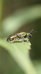 Augochlora pura
