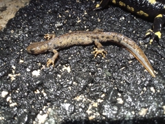 Triturus cristatus