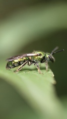 Augochlora pura
