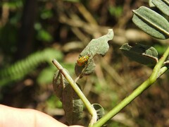 Diabrotica speciosa