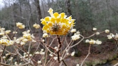 Edgeworthia chrysantha