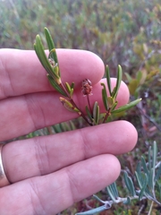 Kalmia polifolia