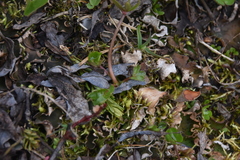 Ranunculus eschscholtzii