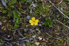 Ranunculus eschscholtzii