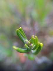 Kalmia polifolia