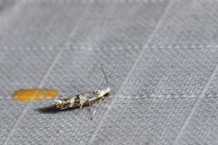 Argyresthia austerella