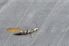 Argyresthia austerella