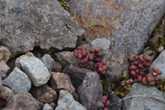 Sedum divergens