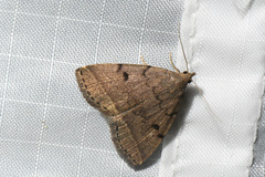 Zanclognatha dentata