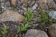 Salix arctica