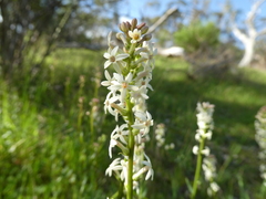 Stackhousia subterranea