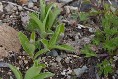 Salix arctica