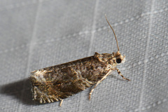 Olethreutes appendiceum