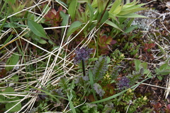Pedicularis ornithorhynchos