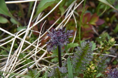 Pedicularis ornithorhynchos