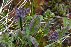 Pedicularis ornithorhynchos