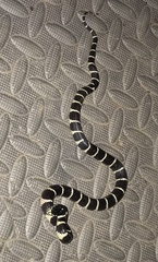 Lampropeltis californiae