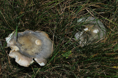 Virescentinae