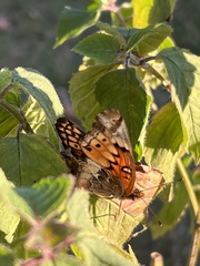 Euptoieta claudia