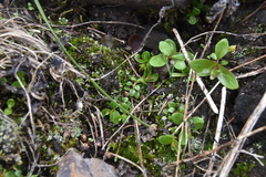 Epilobium anagallidifolium