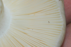 Virescentinae