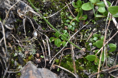 Epilobium anagallidifolium