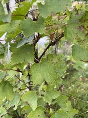 Ribes rubrum