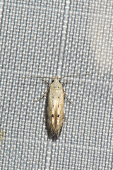 Mompha brevivittella