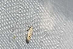 Mompha brevivittella