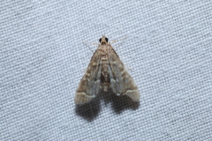 Anageshna primordialis