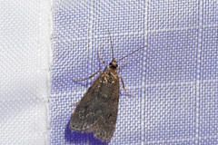 Scoparia penumbralis