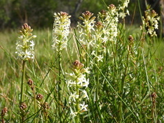 Stackhousia subterranea
