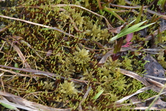 Sphagnum