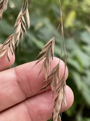 Bromus kalmii
