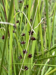 Juncus articulatus