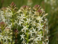 Stackhousia subterranea