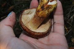 Russula mutabilis
