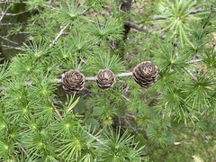 Larix decidua