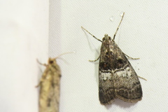 Pococera asperatella