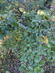 Cotoneaster lucidus