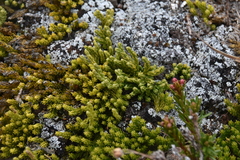 Diphasiastrum sitchense