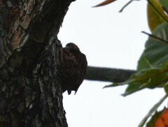 Micropternus brachyurus