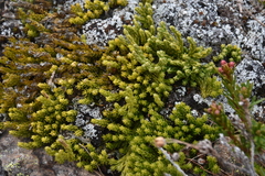 Diphasiastrum sitchense