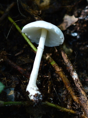 Leucoagaricus crystallifer